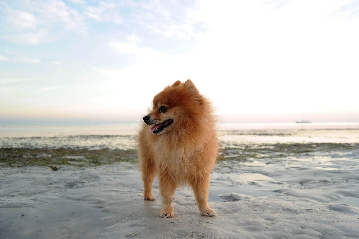 pomeranian