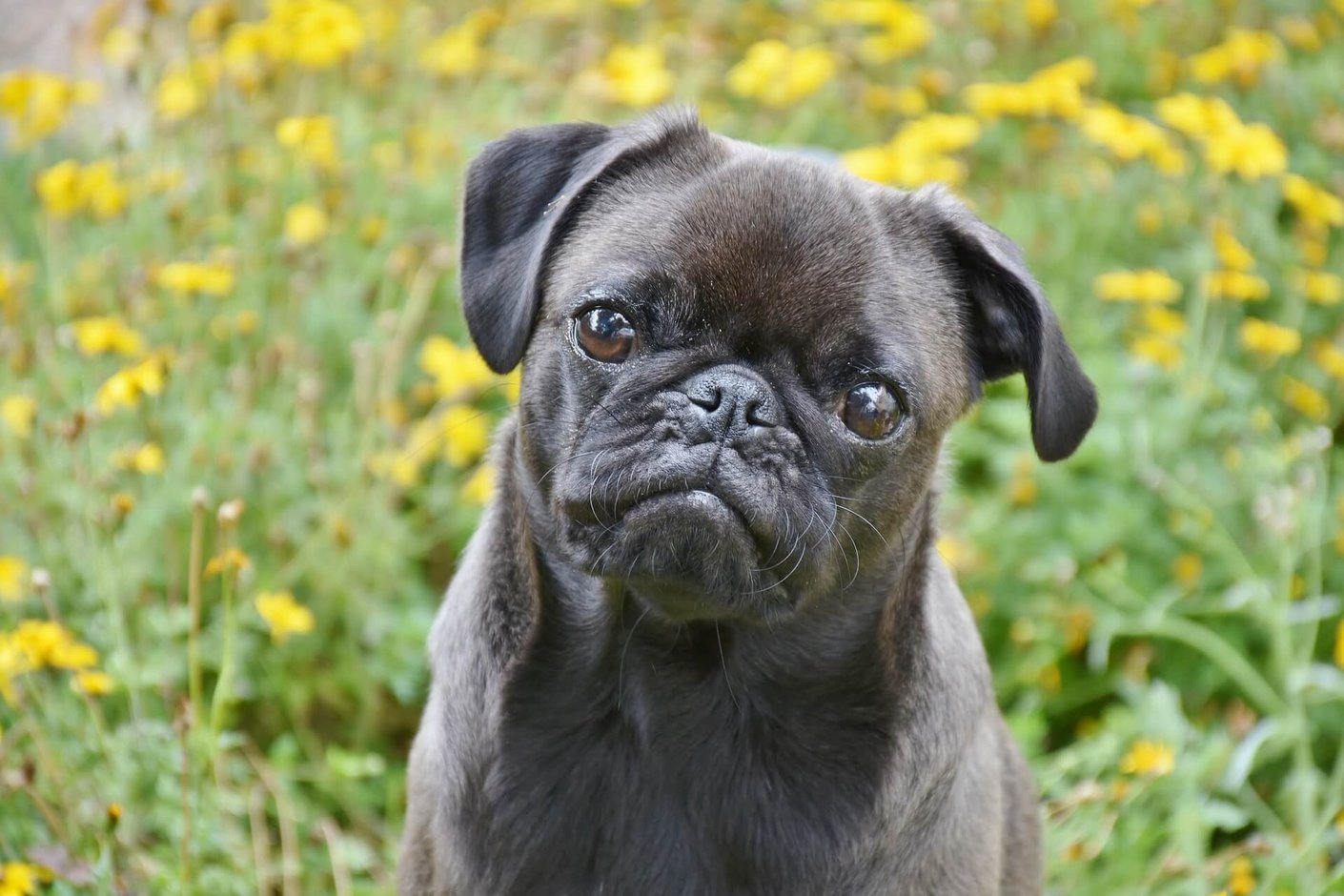 pug