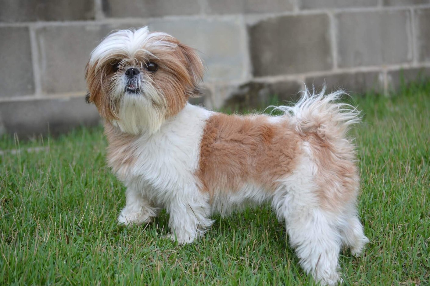 shih-tzu